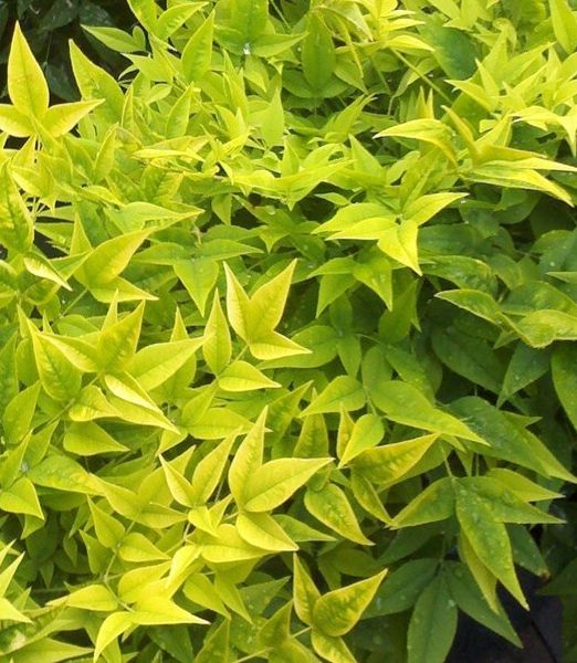 Nandina lemon lime